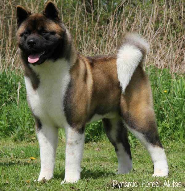 BIS BISS UK/LUX/AKC GCH Dynamic Force Sharp Dressed Man With Ruthdales